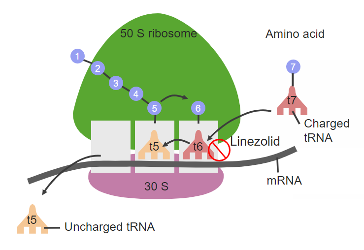 linezolid 70S initiation block